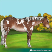 Horse Color:White Spotted Liver Chestnut Mushroom Rabicano 