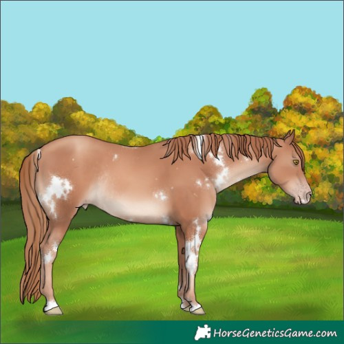 Horse Color:White Spotted Gold Champagne Rabicano 