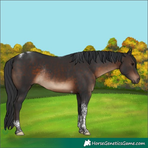 Horse Color:Brown Tobiano Rabicano 
