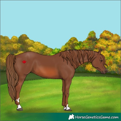 Horse Color:Chestnut 