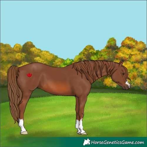 Horse Color:Chestnut 