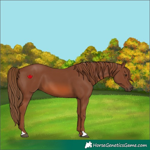 Horse Color:Chestnut 