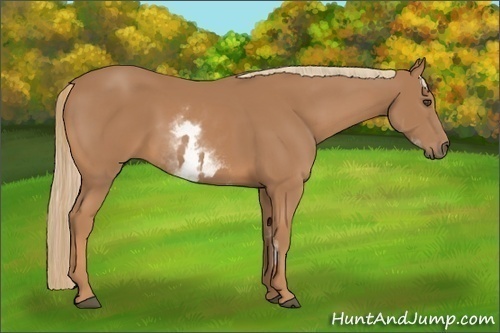 Horse Color:White Spotted Chestnut Sabino Frame 