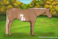 Horse Color:White Spotted Chestnut Sabino Frame 