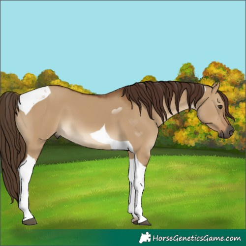 Horse Color:Unknown 