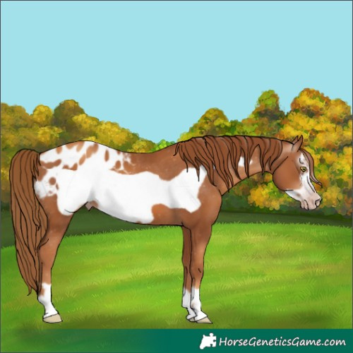 Horse Color:Gray Gold Champagne Frame Appaloosa 
