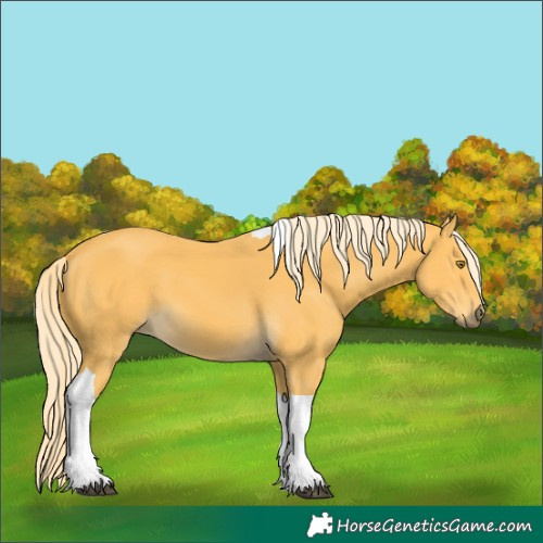 Horse Color:Palomino Tobiano 