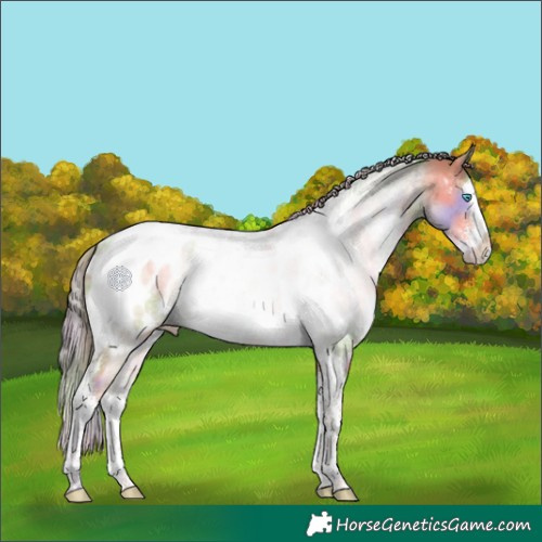 Horse Color:Nacre Buckskin Pearl Dun Sabino Splash Tobiano Near Leopard Brindle 