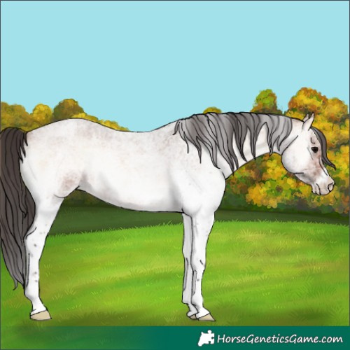 Horse Color:White Spotted Bay Roan Onyx 