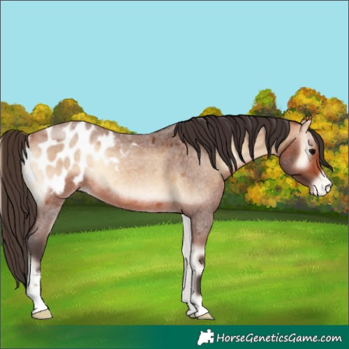 Horse Color:Bay Roan Onyx Blanket 