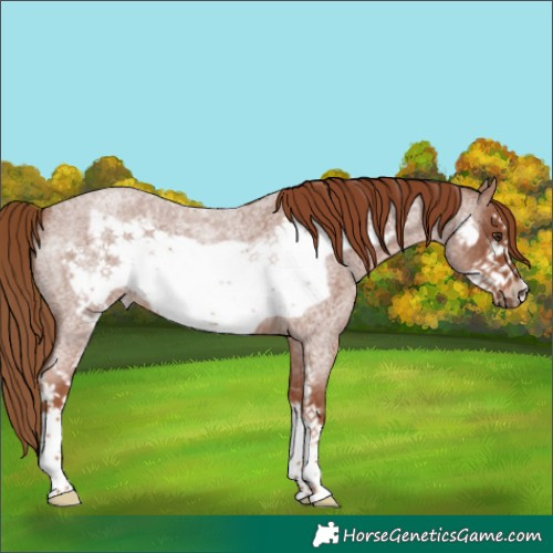 Horse Color:Red Roan Sabino Frame 