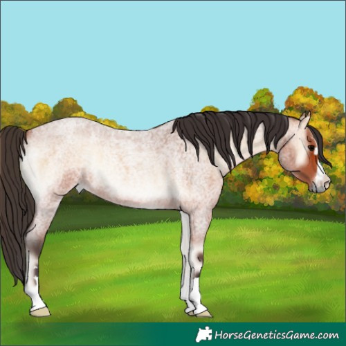 Horse Color:Bay Roan Onyx 