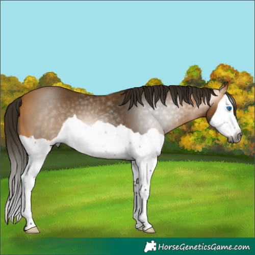 Horse Color:Gray Buckskin Splash 