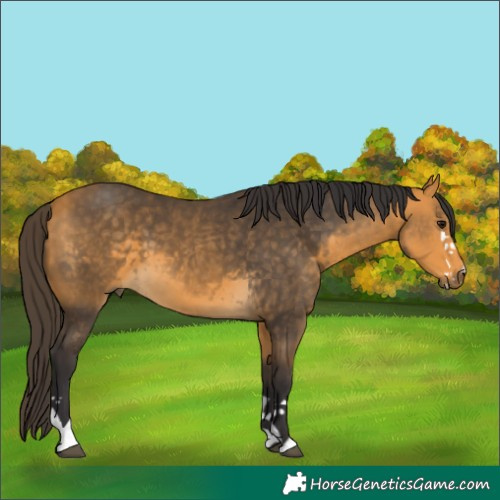 Horse Color:Buckskin Splash 