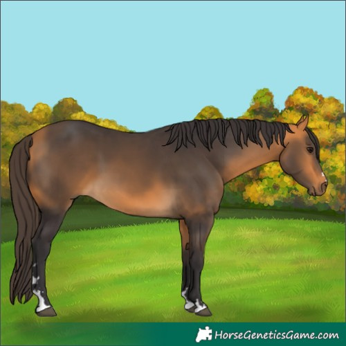 Horse Color:Buckskin 