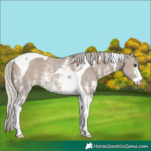 Horse Color:Silver Grullo Sabino Tobiano Rabicano 
