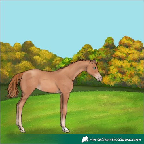 Horse Color:Unknown 
