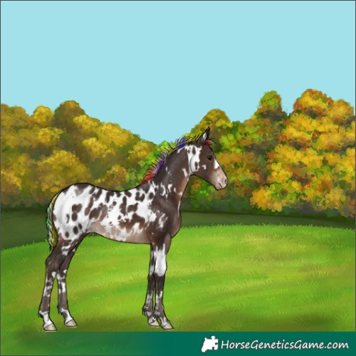 Horse Color:Painted White Spotted Silver Brown Near Leopard 
