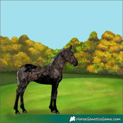 Horse Color:Void Painted White Spotted Silver Black Sabino Appaloosa 