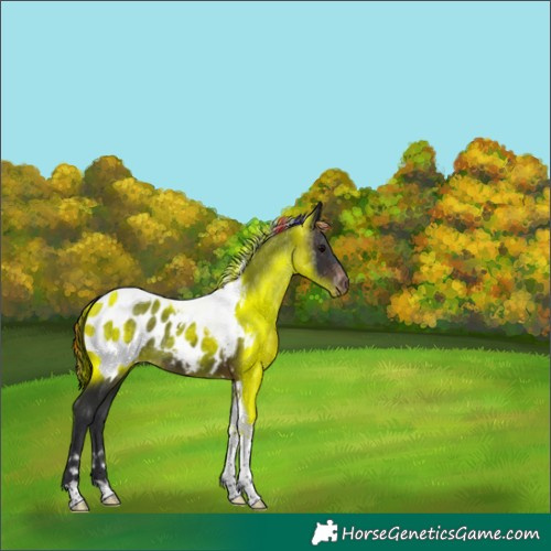 Horse Color:Painted Brown Tobiano Appaloosa 