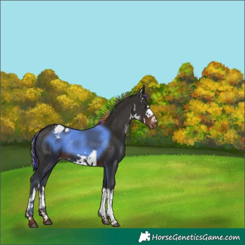 Horse Color:Painted White Spotted Liver Chestnut Appaloosa 