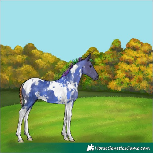 Horse Color:Painted White Spotted Silver Black Tobiano 