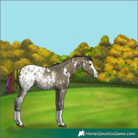 Horse Color:Painted White Spotted Grullo Sabino Splash Appaloosa 