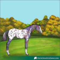 Horse Color:Nacre White Spotted Grullo Sabino Splash Appaloosa 