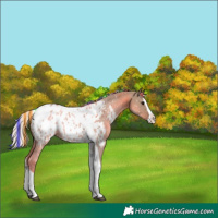 Horse Color:Painted Silver Grullo Sabino Splash Tobiano Appaloosa
