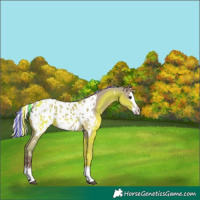 Horse Color:Painted White Spotted Silver Grullo Sabino Splash Blanket