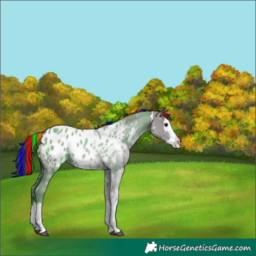 Horse Color:Painted White Spotted Grullo Sabino Splash Appaloosa 