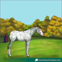 Horse Color:Painted White Spotted Grullo Sabino Splash Blanket 