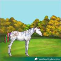 Horse Color:Painted Chestnut Sabino Splash Appaloosa 