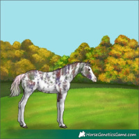 Horse Color:Nacre Liver Chestnut Sabino Splash Appaloosa 