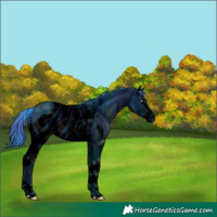 Horse Color:ERROR: UNKNOWN ANOMALY