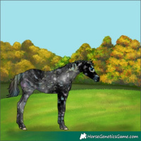 Horse Color:ERROR: UNKNOWN ANOMALY