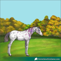 Horse Color:Nacre Liver Chestnut Sabino Splash Appaloosa 