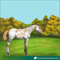 Horse Color:Nacre Buckskin Roan Sabino Splash Appaloosa