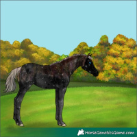 Horse Color:Void Nacre Palomino Roan Sabino Splash Varnish