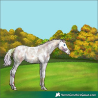 Horse Color:Nacre Chocolate Palomino Roan Sabino Splash Varnish