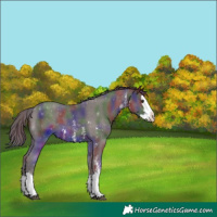 Horse Color:Nacre Liver Chestnut Sabino Splash Appaloosa 