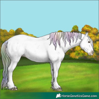 Horse Color:Nacre Liver Chestnut Sabino Splash Appaloosa 