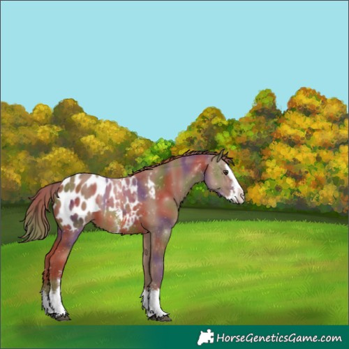 Horse Color:Nacre Chestnut Sabino Splash Appaloosa 