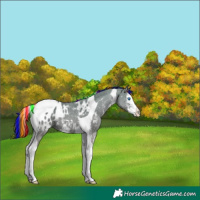 Horse Color:Painted Grullo Sabino Splash Tobiano Blanket