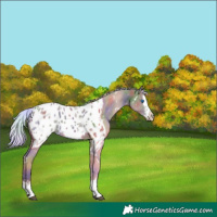 Horse Color:Nacre White Spotted Silver Grullo Sabino Splash Appaloosa 