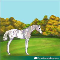 Horse Color:Nacre White Spotted Silver Grullo Sabino Splash Blanket