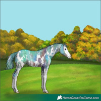 Horse Color:Nacre White Spotted Grullo Sabino Splash Appaloosa 