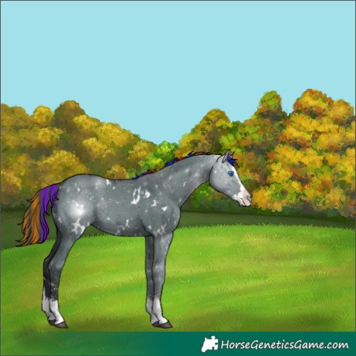 Horse Color:Painted White Spotted Grullo Sabino Splash Appaloosa 