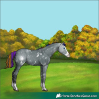 Horse Color:Painted White Spotted Grullo Sabino Splash Varnish
