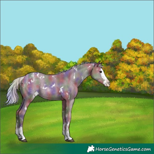 Horse Color:Nacre White Spotted Silver Grullo Sabino Splash Appaloosa 
